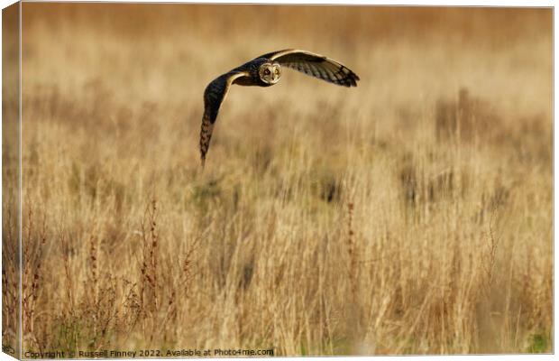 Short Eared Owl quartering a field Canvas Print by Russell Finney