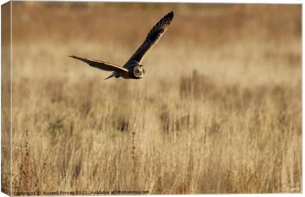 Short Eared Owl quartering a field Canvas Print by Russell Finney