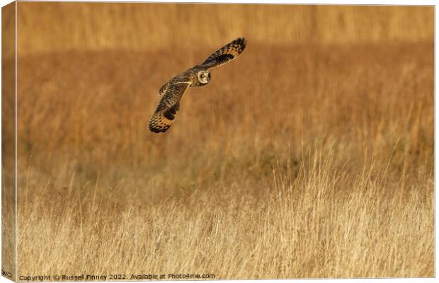 Short Eared Owl quartering a field Canvas Print by Russell Finney