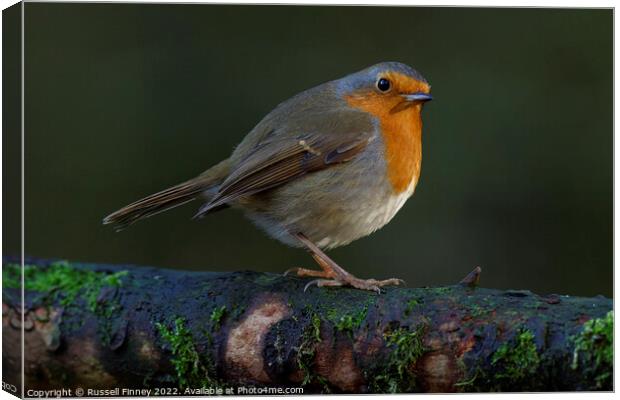 Robin red brest Canvas Print by Russell Finney