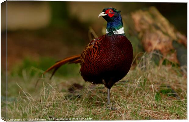 Pheasant in woodland Canvas Print by Russell Finney