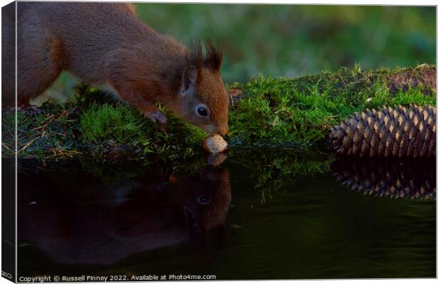 Red Squirrel reflection  Canvas Print by Russell Finney