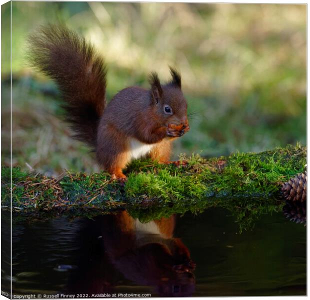 Red Squirrel reflection Canvas Print by Russell Finney