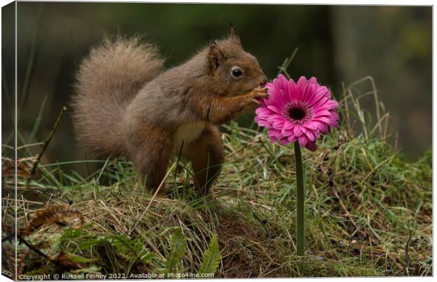 Red Squirrel in flowers Canvas Print by Russell Finney