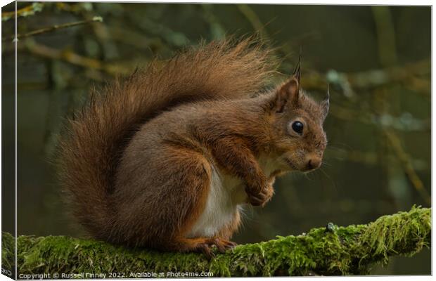 A red squirrel on a branch Canvas Print by Russell Finney