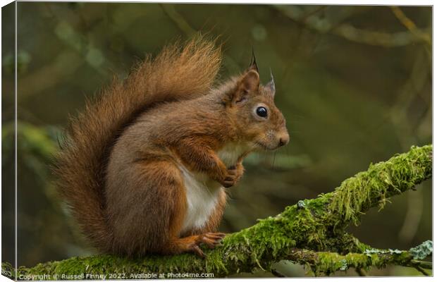 A close up of a red squirrel on a branch Canvas Print by Russell Finney