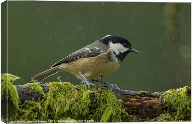 Coal tit, woodland bird Canvas Print by Russell Finney