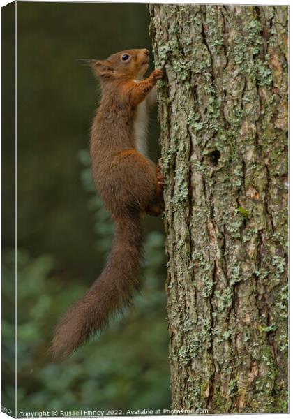 Red Squirrel in woodland Canvas Print by Russell Finney