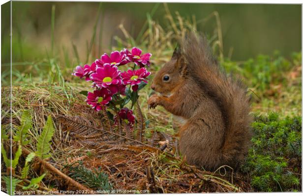 Red Squirrel near flowers in woodland Canvas Print by Russell Finney