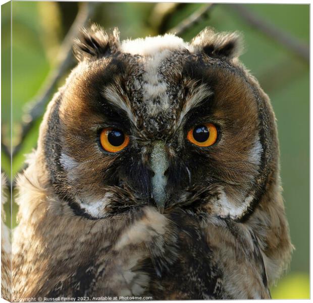 A close up of an long eared owl Canvas Print by Russell Finney