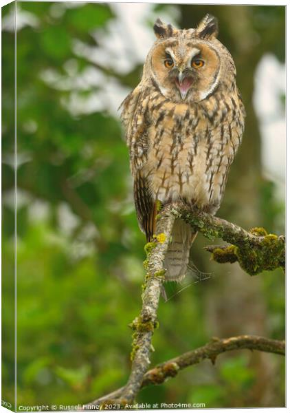 Long Eared Owl calling Canvas Print by Russell Finney