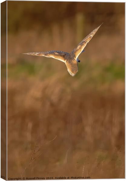Barn Owl, Tyto alba, quartering a field hunting Canvas Print by Russell Finney