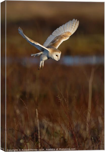 Barn Owl Tyto alba quartering a field hunting  Canvas Print by Russell Finney
