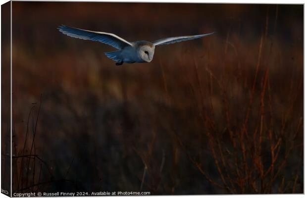 Barn Owl Tyto alba quartering a field hunting Canvas Print by Russell Finney