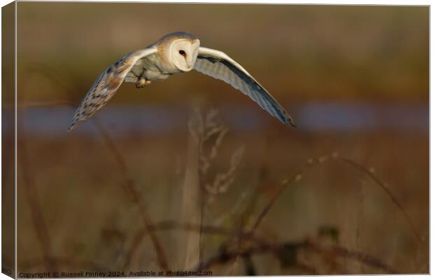 Barn Owl Tyto alba quartering a field hunting Canvas Print by Russell Finney