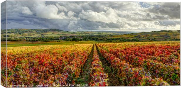 Vineyard Canvas Print by Stuart Wyatt