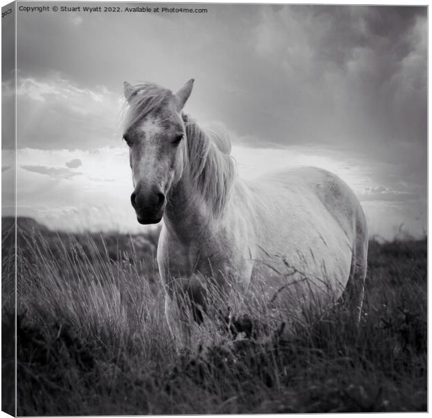 Dartmoor Pony Canvas Print by Stuart Wyatt
