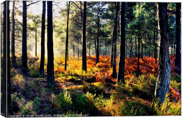 Sunrise in the forest Canvas Print by Stuart Wyatt