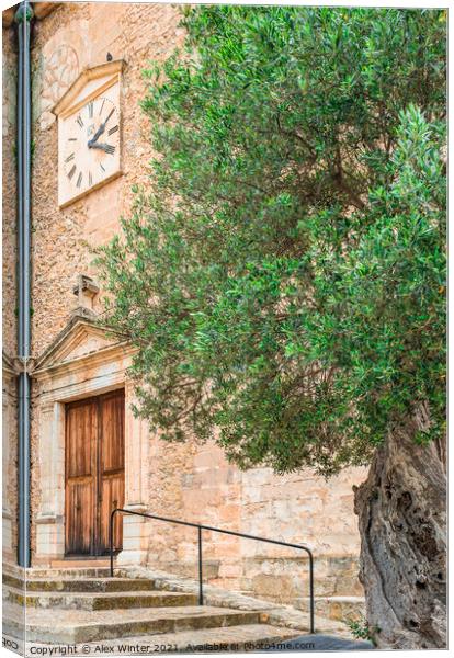 View of old olive tree in mediterranean village Canvas Print by Alex Winter