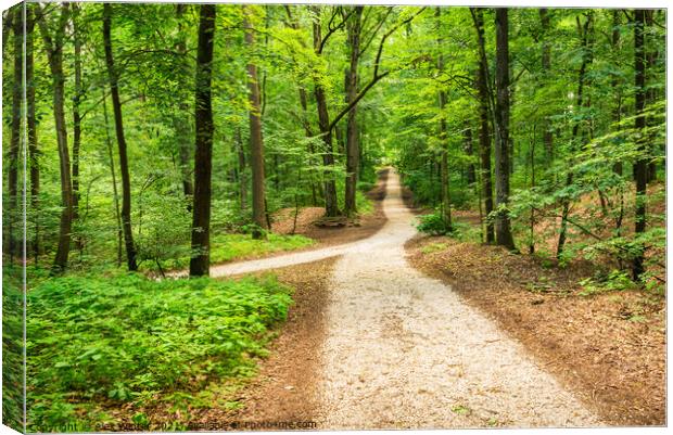 Green forest with idyllic walkway Canvas Print by Alex Winter