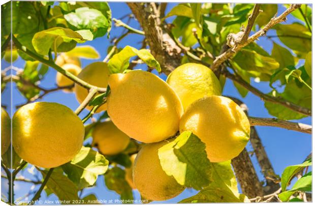 Juicy yellow lemon fruits, Plant tree Canvas Print by Alex Winter