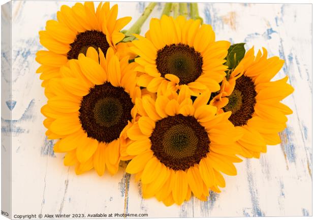bunch of sunflowers Canvas Print by Alex Winter