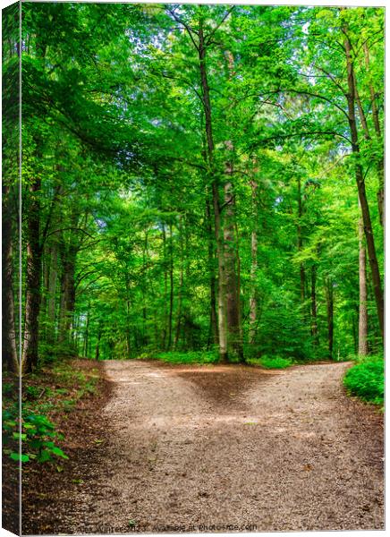 View of forking road in green forest Canvas Print by Alex Winter