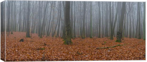 foggy forest Canvas Print by Alex Winter