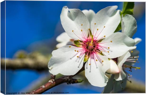 almond blossom Canvas Print by Alex Winter