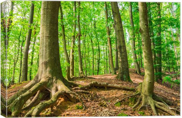 View of old trees Canvas Print by Alex Winter