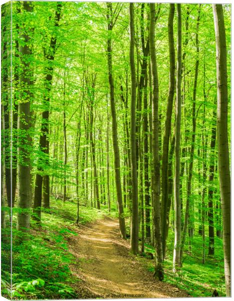 Idyllic pathway in green forest Canvas Print by Alex Winter