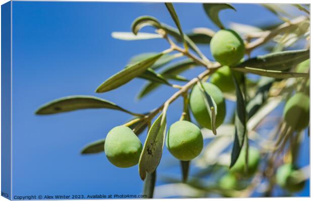 Green olives fruits hanging on tree branch Canvas Print by Alex Winter