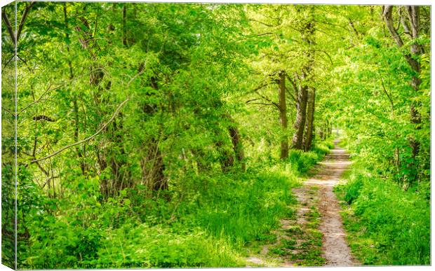 Forest pathway Canvas Print by Alex Winter