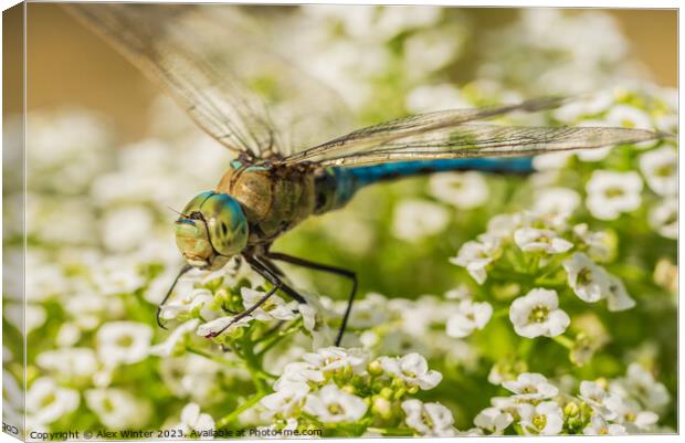 The Majestic Dragonfly Natures Flying Jewel Canvas Print by Alex Winter