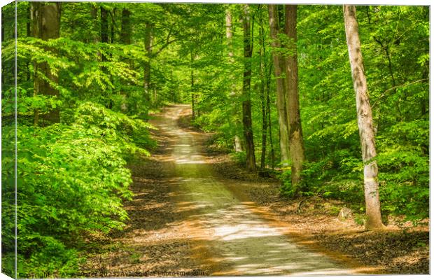 Plant tree forest trail footpath Canvas Print by Alex Winter