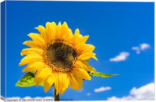 sunflower with sunny blue sky Canvas Print by Alex Winter