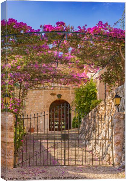 Metal gate entrance of an mediterranean house with beautiful bougainvillea  Canvas Print by Alex Winter