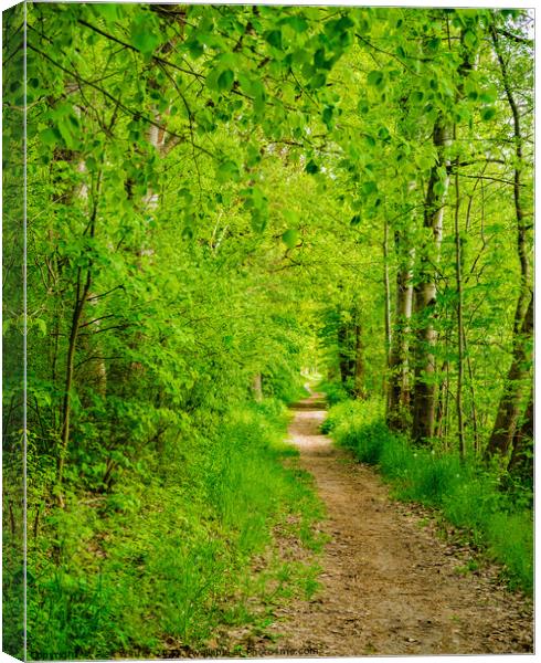 Pathway into green forest Canvas Print by Alex Winter