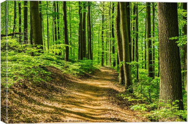 Idyllic footpath in green forest Canvas Print by Alex Winter