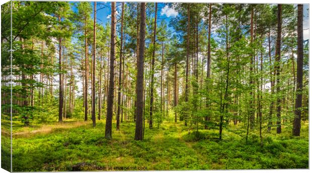 Idyllic view of pine tree forest Canvas Print by Alex Winter