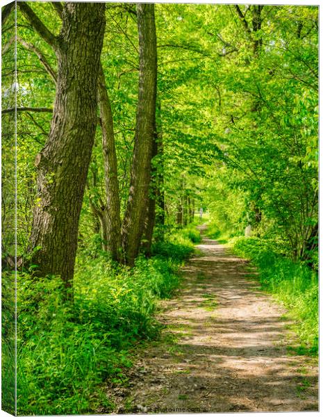 Idyllic sunny forest path Canvas Print by Alex Winter