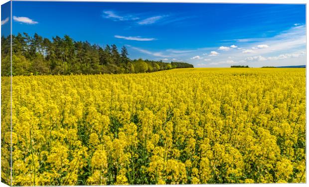 Cultivated canola land yellow flowers at spring Canvas Print by Alex Winter