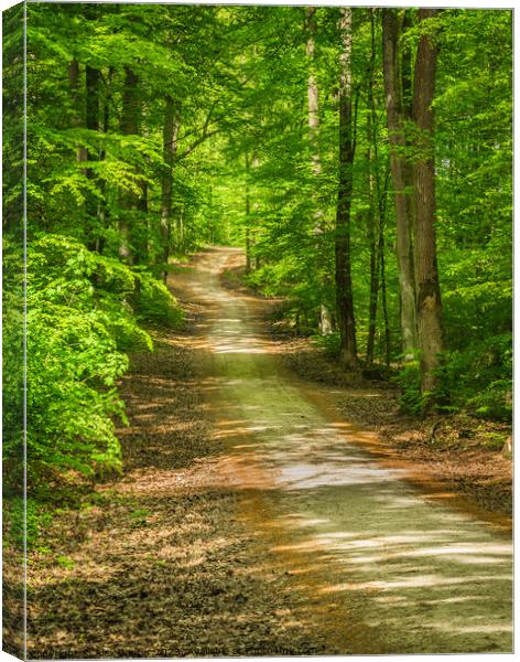 Beautiful track Tranquil forest walk Canvas Print by Alex Winter