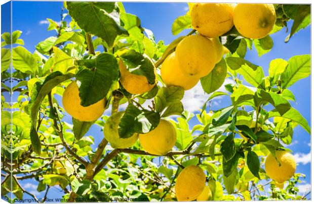 Ripe yellow lemon fruits Canvas Print by Alex Winter