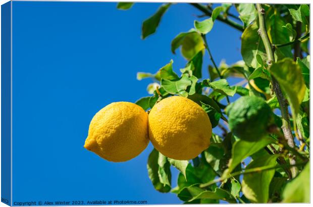 Organic lemon fruits Canvas Print by Alex Winter