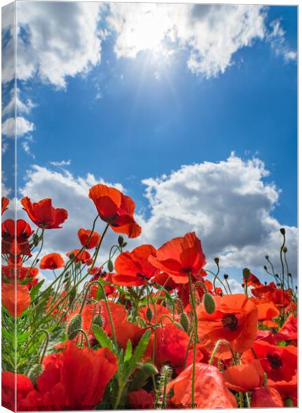 Red poppy field blue cloudy sky background Canvas Print by Alex Winter