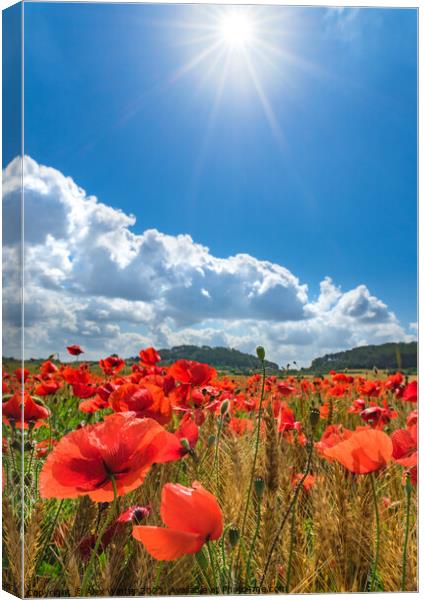 Idyllic summer poppy field Canvas Print by Alex Winter