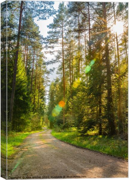 Serene Path Through Pine Trees Canvas Print by Alex Winter