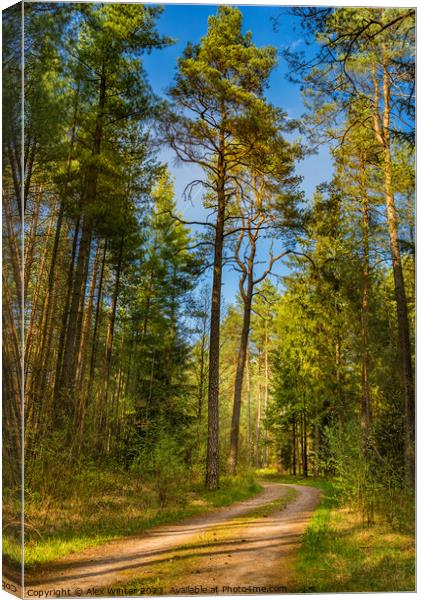 Dirt road in pine tree woodland Canvas Print by Alex Winter