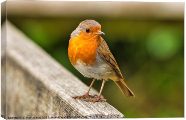 The Cheerful Christmas Robin Canvas Print by Martin Day